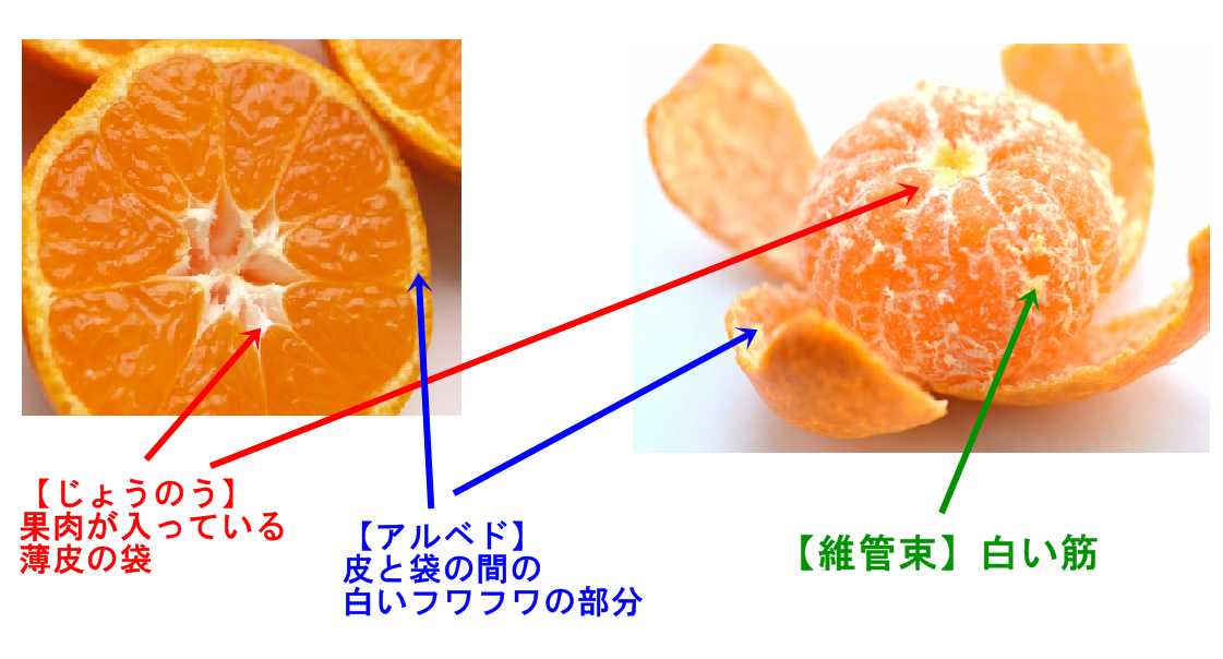 75 みかん 皮 白い部分 すべての美しい花